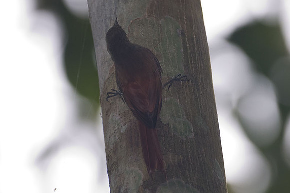Olivaceous Woodcreeper (Sittasomus griseicapillus)