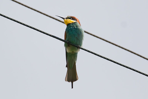European Bee-eater (Merops apiaster)