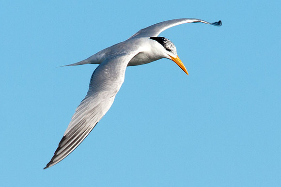 Caspian Tern (Hydroprogne caspia)