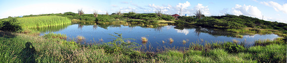 Bonaire Sora Pond 2