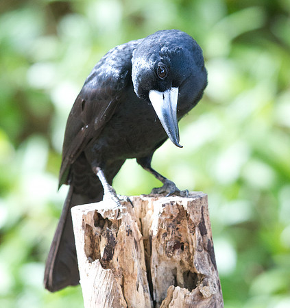 Black butcherbird (Cracticus quoyi)