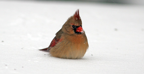 Northern Cardinal (Cardinalis cardinalis) female