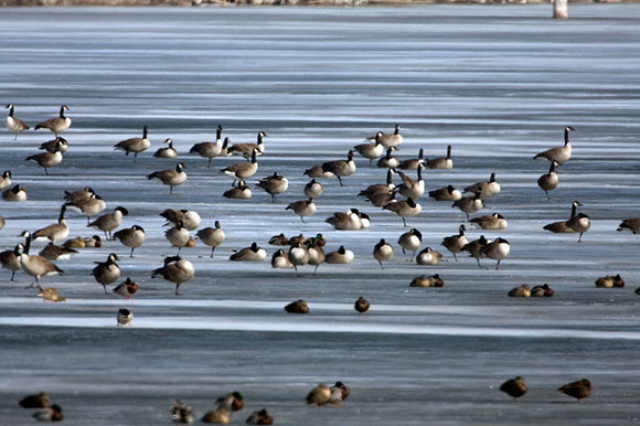 Canada Goose (Branta canadensis)