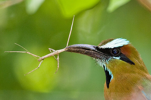 Turquoise-browed Motmot (Eumomota superciliosa)