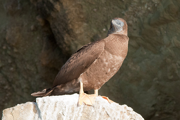 Red-footed Booby (Sula sula)