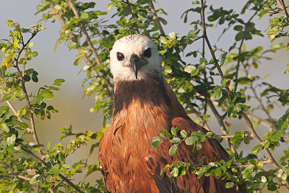 Black-collared Hawk (Busarellus nigricollis)
