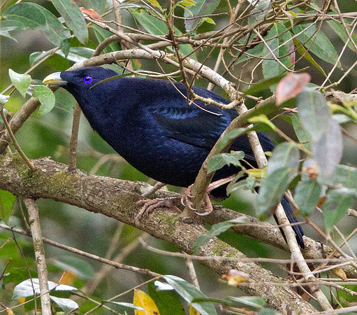 Satin bowerbird (Ptilonorhynchus violaceus) Male