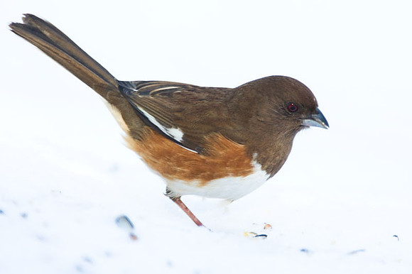 Eastern Towhee (Pipilo erythrophthalmus) male