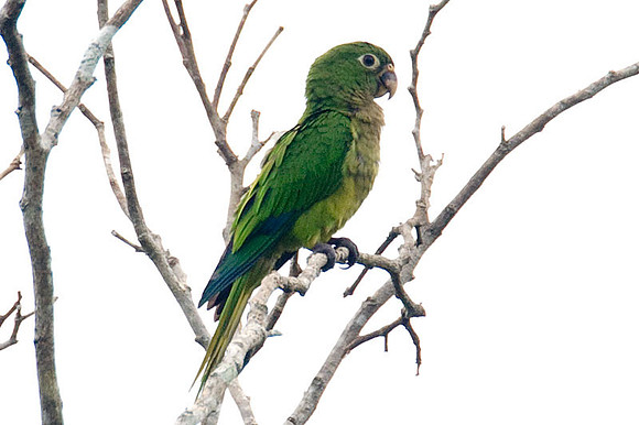 Olive-throated Parakeet (Aratinga nana)