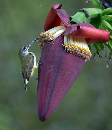 Little spiderhunter (Arachnothera longirostra)