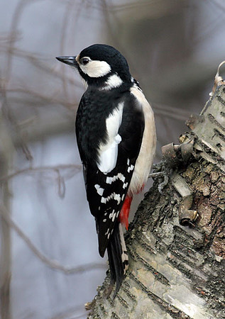 Great Spotted Woodpecker (Dendrocopos major)