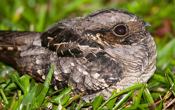 Common Nighthawk (Chordeiles minor)