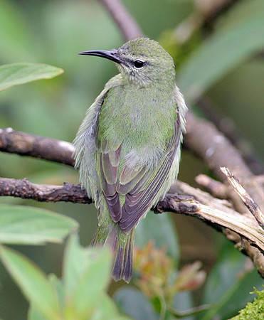 Red-legged Honeycreeper (Cyanerpes cyaneus) female