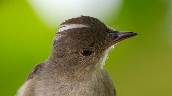 Caribbean Elaenia (Elaenia martinica)