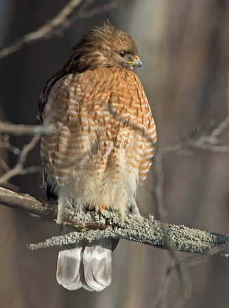 Red-shouldered hawk (Buteo lineatus)