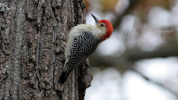 Red-bellied Woodpecker (Melanerpes carolinus)