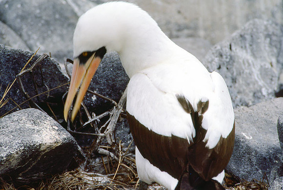 Nazca Booby (Sula granti)