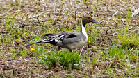 Northern Pintail (Anas acuta) male