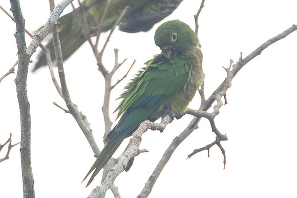 Olive-throated Parakeet (Aratinga nana)