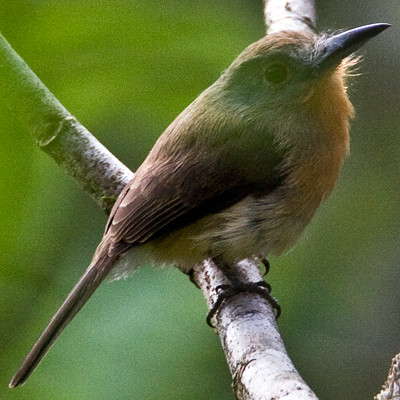 Grey-cheeked Nunlet (Nonnula frontalis)