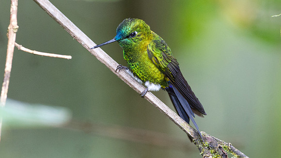 Sapphire-vented Puffleg (Eriocnemis luciani)