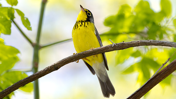 Canada Warbler (Wilsonia canadensis)