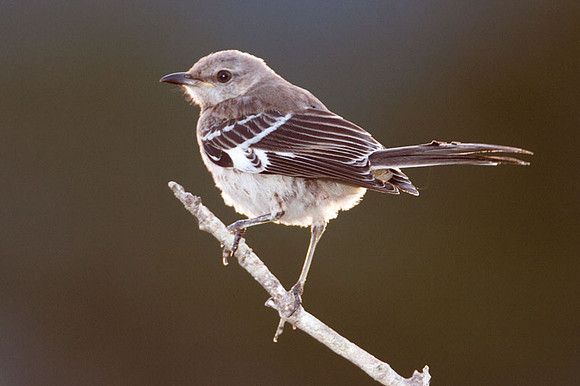 Northern Mockingbird (Mimus polyglottos)