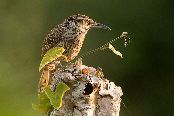 Yucatan Wren (Campylorhynchus yucatanicus)
