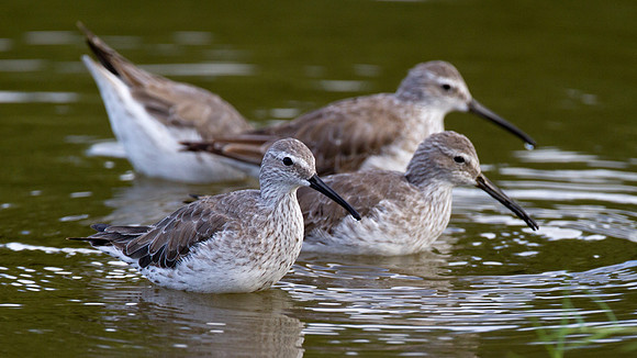 Stilt Sandpiper (Calidris himantopus)