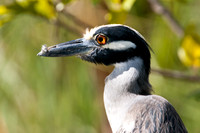 Yellow-crowned Night-Heron (Nyctanassa violacea)