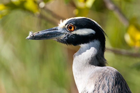 Yellow-crowned Night-Heron (Nyctanassa violacea)