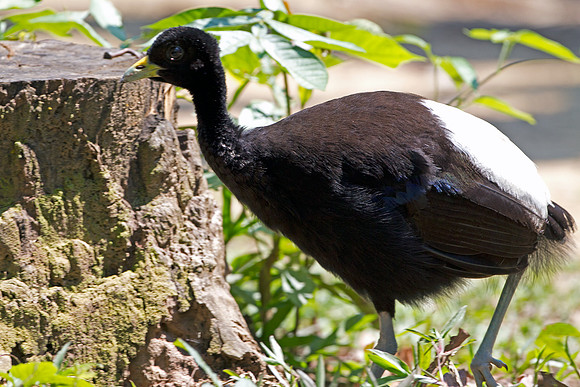 Pale-winged Trumpeter (Psophia leucoptera)