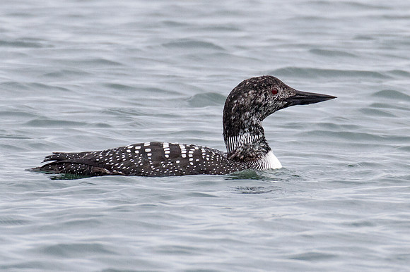 Great Northern Loon (Gavia immer) also known as Common Loon or Great Northern Diver