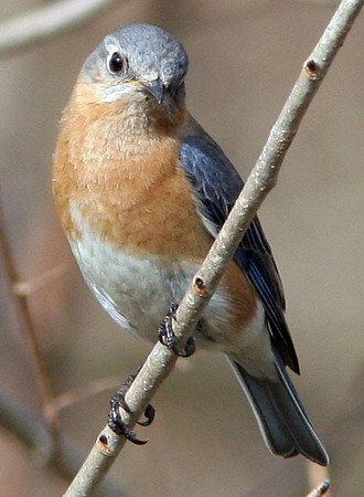 Eastern Bluebird (Sialia sialis)
