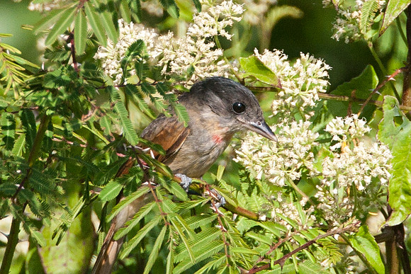 Rose-throated Becard (Pachyramphus aglaiae) juvenile male
