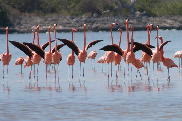 Greater Flamingo (Phoenicopterus roseus)