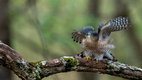 Cooper's hawk (Accipiter cooperii)