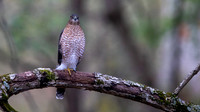 Cooper's hawk (Accipiter cooperii)