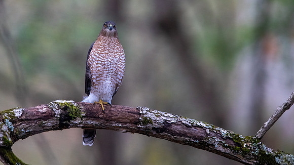 Cooper's hawk (Accipiter cooperii)
