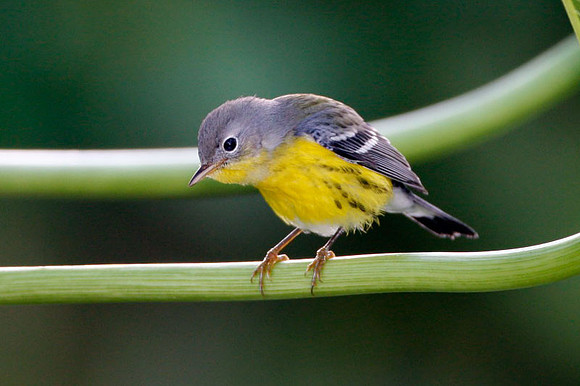 Magnolia Warbler (Dendroica magnolia) immature