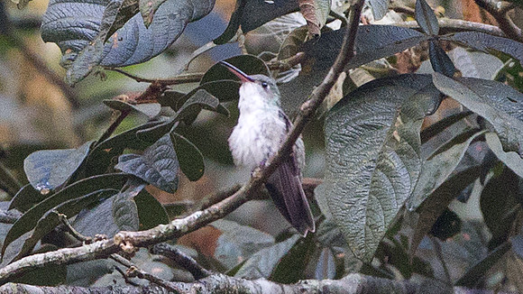 White-bellied Hummingbird (Amazilia chionogaster)