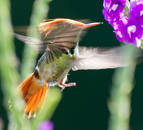 Rufous-Crested Coquette (Lophornis delattrei) - male