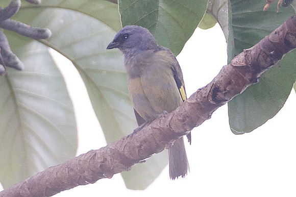 Yellow-winged Tanager (Thraupis abbas)