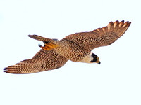 Peregrine Falcon (Falco peregrinus)