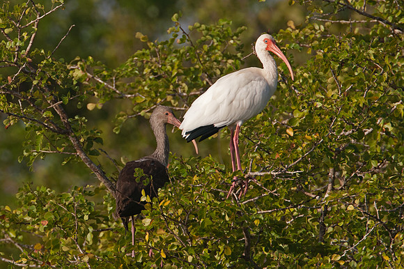 White Ibis (Eudocimus albus)