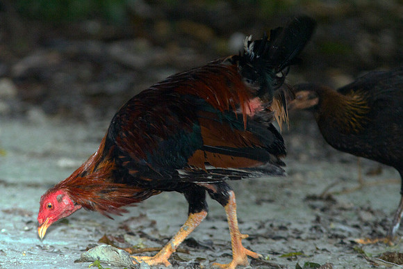 Red Junglefowl (Gallus gallus)