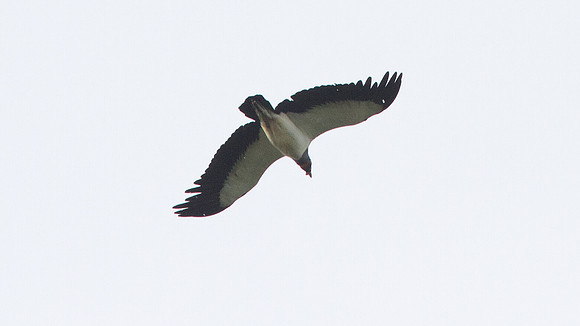 IMG_5469