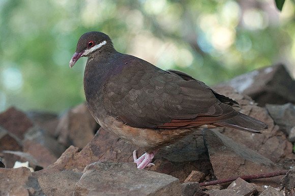 Bridled Quail-dove (Geotrygon mystacea)