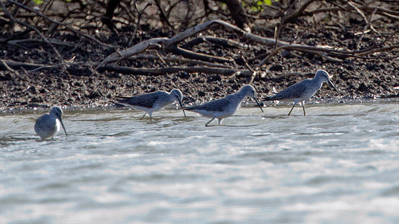 Stilt Sandpiper (Calidris himantopus)