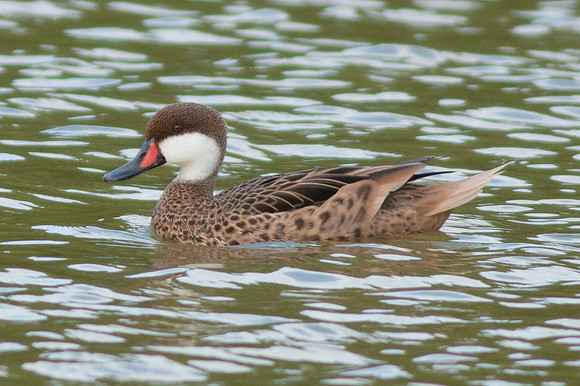White-cheeked Pintail (Anas bahamensis)